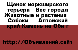 Щенок йоркширского терьера - Все города Животные и растения » Собаки   . Алтайский край,Камень-на-Оби г.